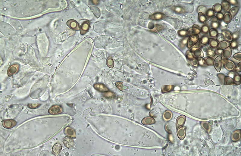 Inocybe godeyi mikro